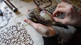 Как разделывать мелкую дичь? Охота на дрозда. Охота с пневматикой.