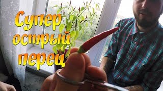 Супер острый перец