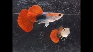การเลี้ยงปลาหางนกยูงเกรด EP.4 แนะนำสายพันธ์ Tuxedo red rose Guppy