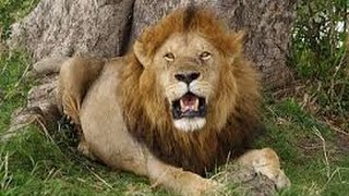 Фильм про льва людоеда. Lion movie about cannibal.