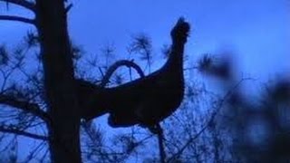Охота на глухаря 1 серия  2017