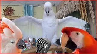 Смотреть самые смешные поющие попугаи! (видео 2017 #1) видео приколы