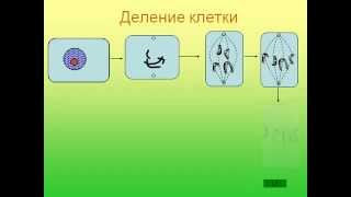 Жизнедеятельность клетки 1