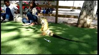 Invasión de iguanas en el parque suri barranquilla