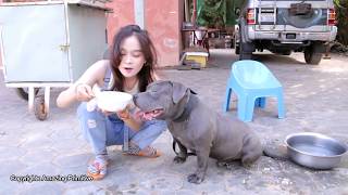 Lovely smart girl Playing Baby Cute Dogs On Rice Fields How to play with dog & Feed baby dogs