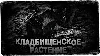 Истории на ночь: Клад6ищенское растение