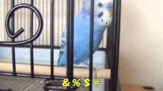 おしゃべりインコぴのこ　タカシくん登場（昔話シリーズ48）
