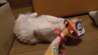 《甘えんぼ猫 ラズリ》福袋から猫のお友達が登場！ -ノルウェージャンフォレストキャット-