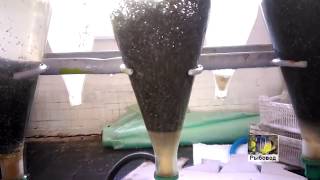 Инкубация икры веслоноса! The incubation of eggs of paddlefish