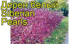 Дерен белый Сайбериан Перл. Краткий обзор, описание характеристик cornus alba Siberian Pearls