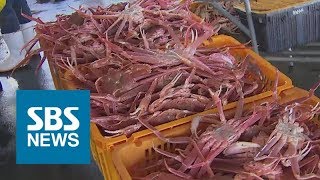 포항·영덕 대게잡이 시작…항포구 활기 / SBS