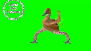 P A T I N H O