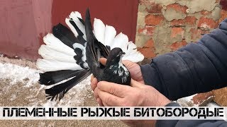Племенные рябогорлые голуби!