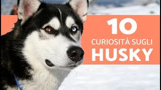10 curiosità sugli HUSKY – 10 COSE CHE NON SAPEVI sugli Husky