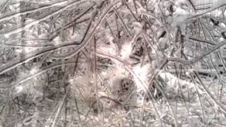 SangreSombra - Der Tod (Roy)