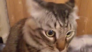 Смешной СИБИРСКИЙ КОТ Гришка.Смешные коты и кошки.