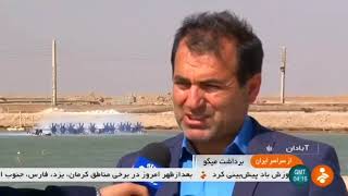 Iran Shirimp farming, Chavibdeh city, Abadan county پرورش ميگو شهر چويبده شهرستان آبادان ايران