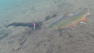 Ice Fishing Brook Trout - Under Water View!