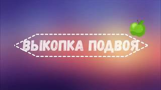 Выкопка подвоя.Садовый питомник "ПРЕССИНГ",ноябрь 2017.