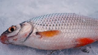 ПЛОТВА ЗИМОЙ НА МОРМЫШКУ! Ловля плотвы ,рыбалка на озере
