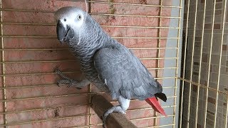 Говорящий попугай ЖАКО разговаривает, очень любит своего хозяина!