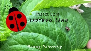 Ladybug Land with Release