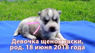 Предлагаем девочку щенка хаски, родилась 18 июня 2018 года