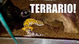 TERRARIO per Geco LEOPARDINO! *I consigli di Undici Giga*