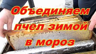 ОБЪЕДИНЕНИЕ ПЧЕЛ В МОРОЗ Гибель матки зимой  Пчелы зимой