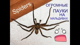 УЖАС! ОГРОМНЫЕ, ЯДОВИТЫЕ ПАУКИ НА МАЛЬДИВАХ! (2019) HD ОСТРОВ ТОДДУ. Maldives (THODDOO)  Spiders!!!