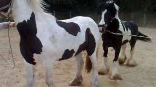 Dekking Lady door Celtic (stallion for Sale)