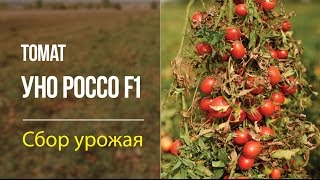 Сбор урожая томата Уно Россо F1
