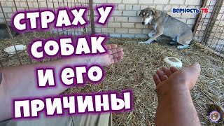Страх у собак и его причины | Fear in dogs and its causes
