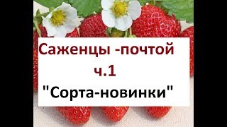 Саженцы земляники почтой.Ч.1.СОРТА-НОВИНКИ