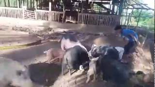 Wild Pigs , Berkshire , Ossabaw , Baboy Ramo , Philippines Native Pigs , Duroc