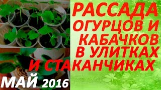 Рассада огурцов и кабачков в улитках и стаканчиках - обзор май 2016