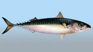 Рыбалка. Самодуры на скумбрию своими руками