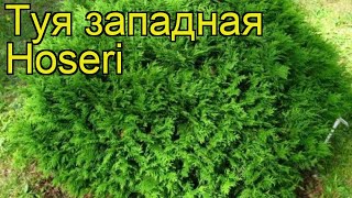 Туя западная Хосери. Краткий обзор, описание характеристик thuja occidentalis Hoseri