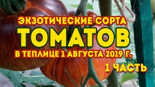 Экзотические сорта томатов в теплице 1часть! Обзор томатов в теплице в 2019