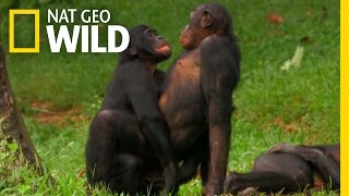 Bonobo Love | Wild Wives of Africa