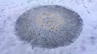 В Это Видео НЕВОЗМОЖНО Поверить, Но Его Удалось Снять НА КАМЕРУ