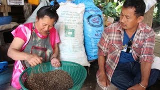 ตามดูแหล่งผลิตหม่าล่าไทย พิสูจน์แนวคิดคนอยู่กับป่า-ปลูกทีเดียวเก็บยาวกว่าครึ่งศตวรรษ