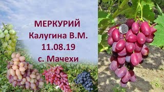 Виноград 2019  Виноград Меркурий  Новый виноград