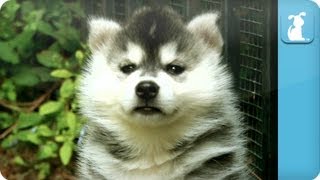 Siberian Husky Puppies - Puppy Love
