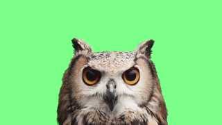 BBAD Owl: Who Who