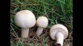 Шляпочные грибы. Биология 5 класс