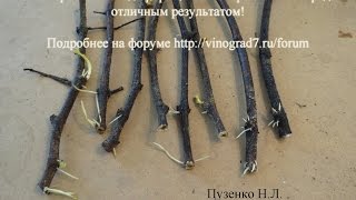 Проращивание черенков без проблем-форум http://vinograd7.ru/forum!