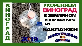 ? Кильчеватор из баклажки. Укоренение черенков винограда в земляном кильчеваторе.