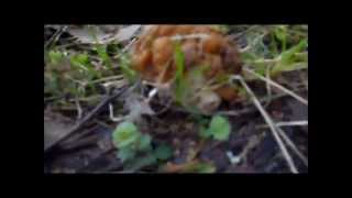 Грибы весной:строчки и сморчки/First Russian mushrooms 2013