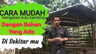 Cara Mudah & Murah Mengatasi Kutu Kambing
